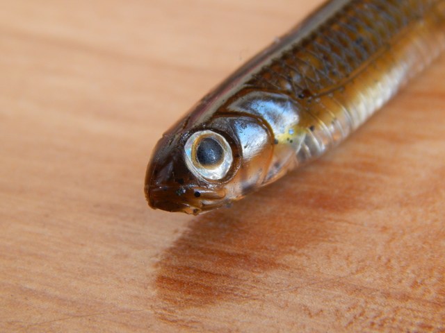 fish arrow flah-j split